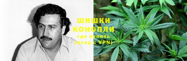 прущие грибы Алзамай