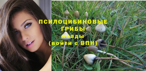 прущие грибы Алзамай